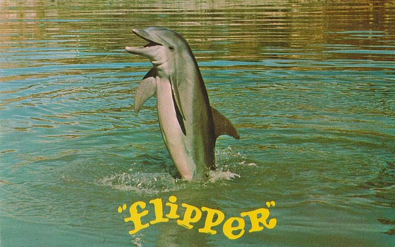 serie-flipper-le-dauphin